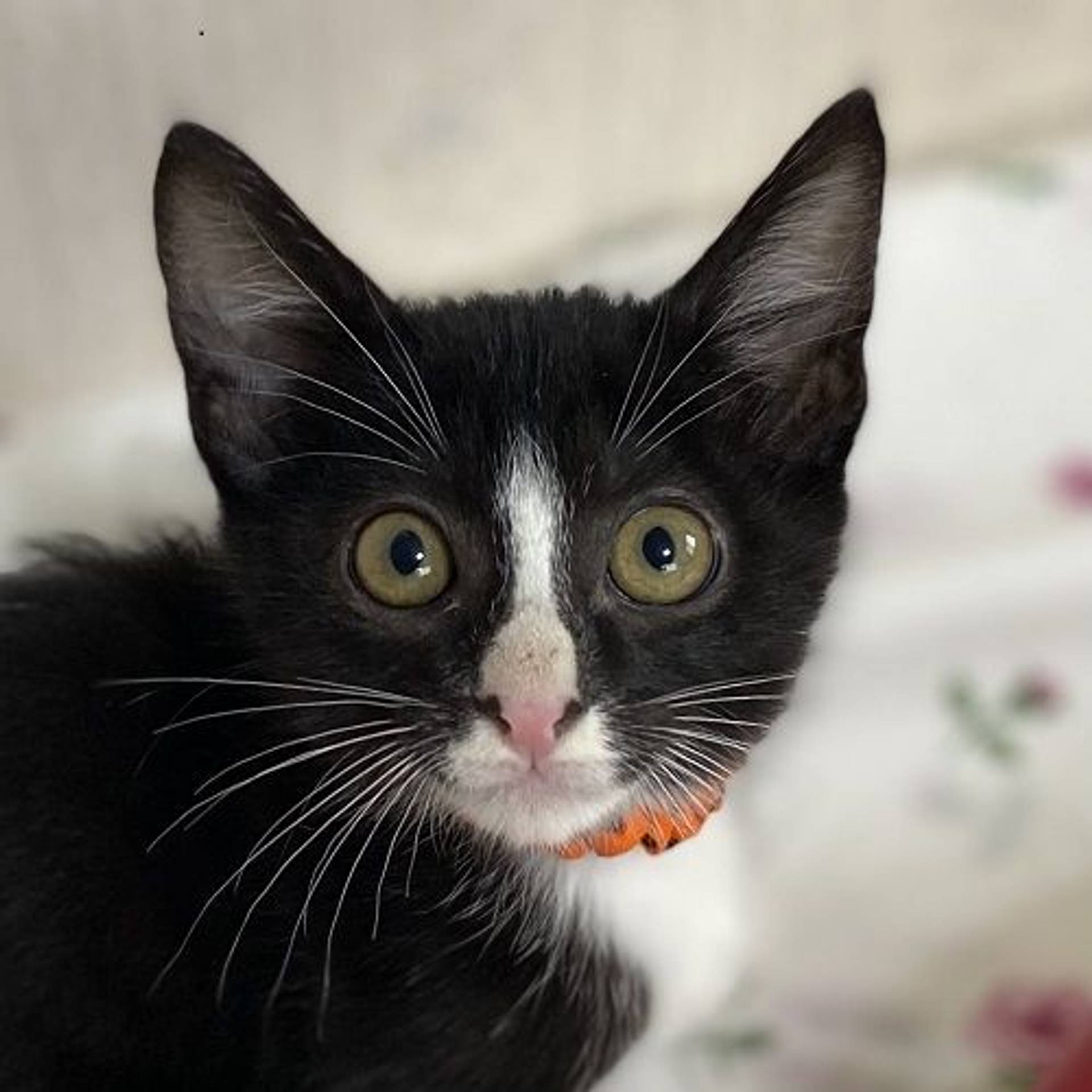 雑種（ミックス猫）・オスの里親募集の写真