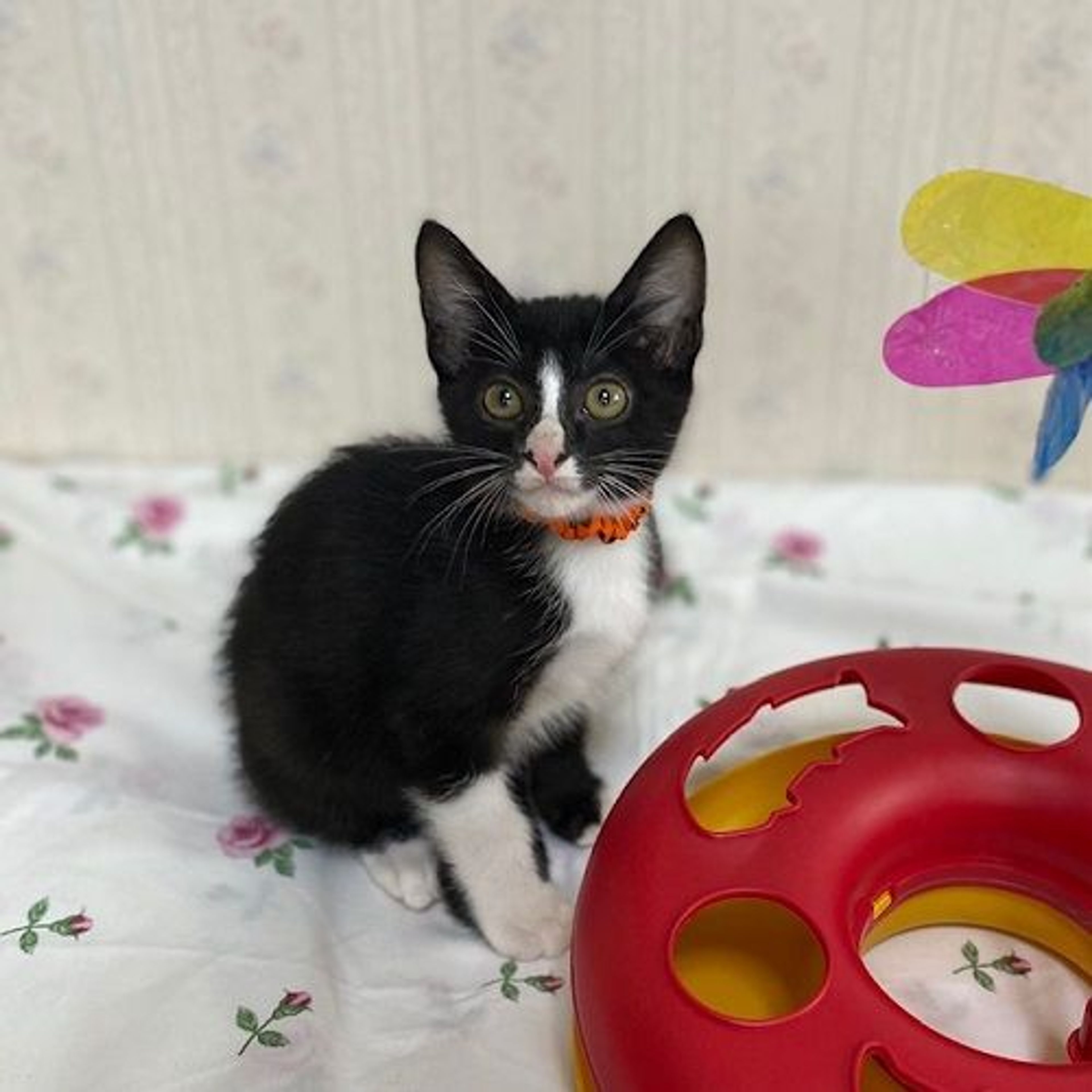 pet-image-2