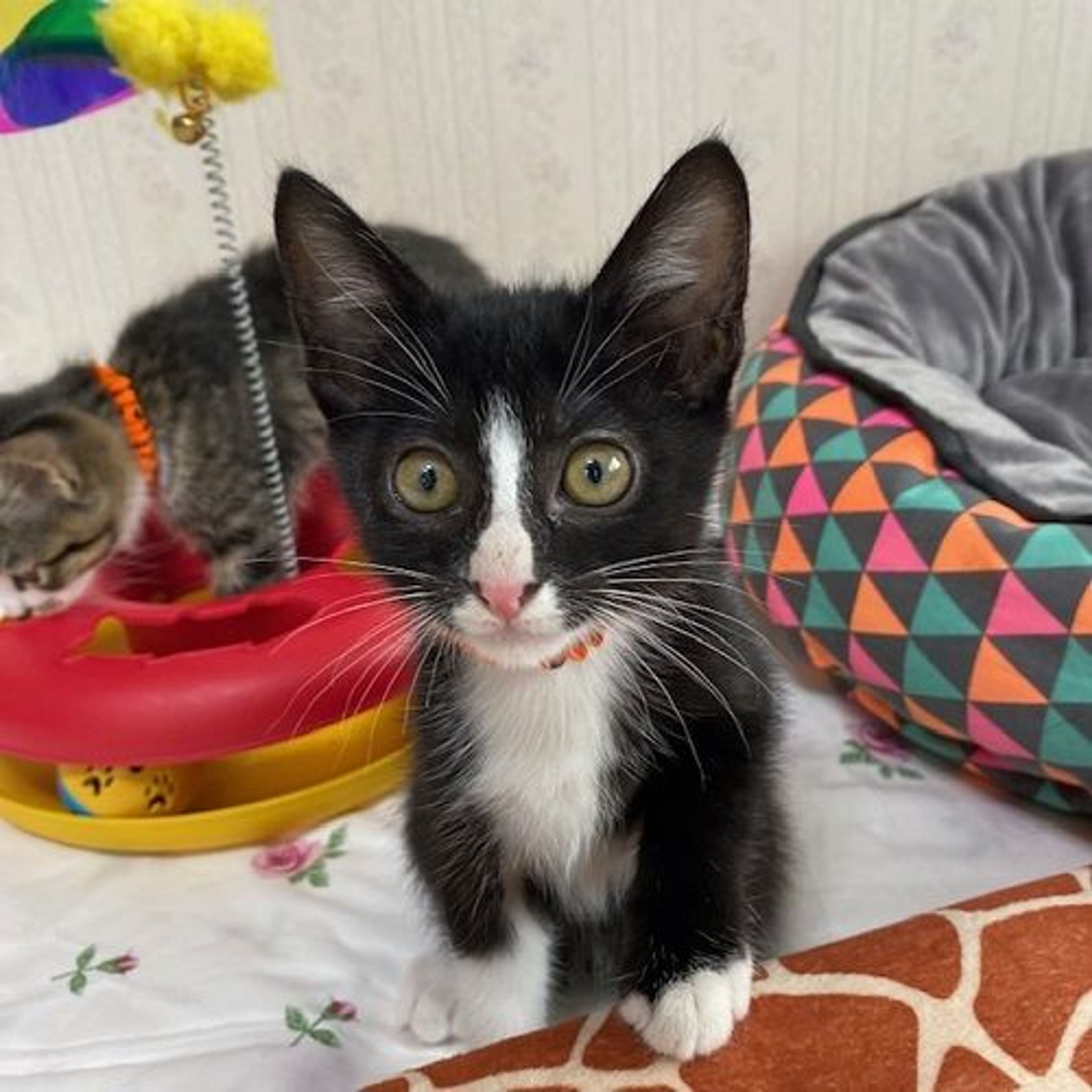 pet-image-3