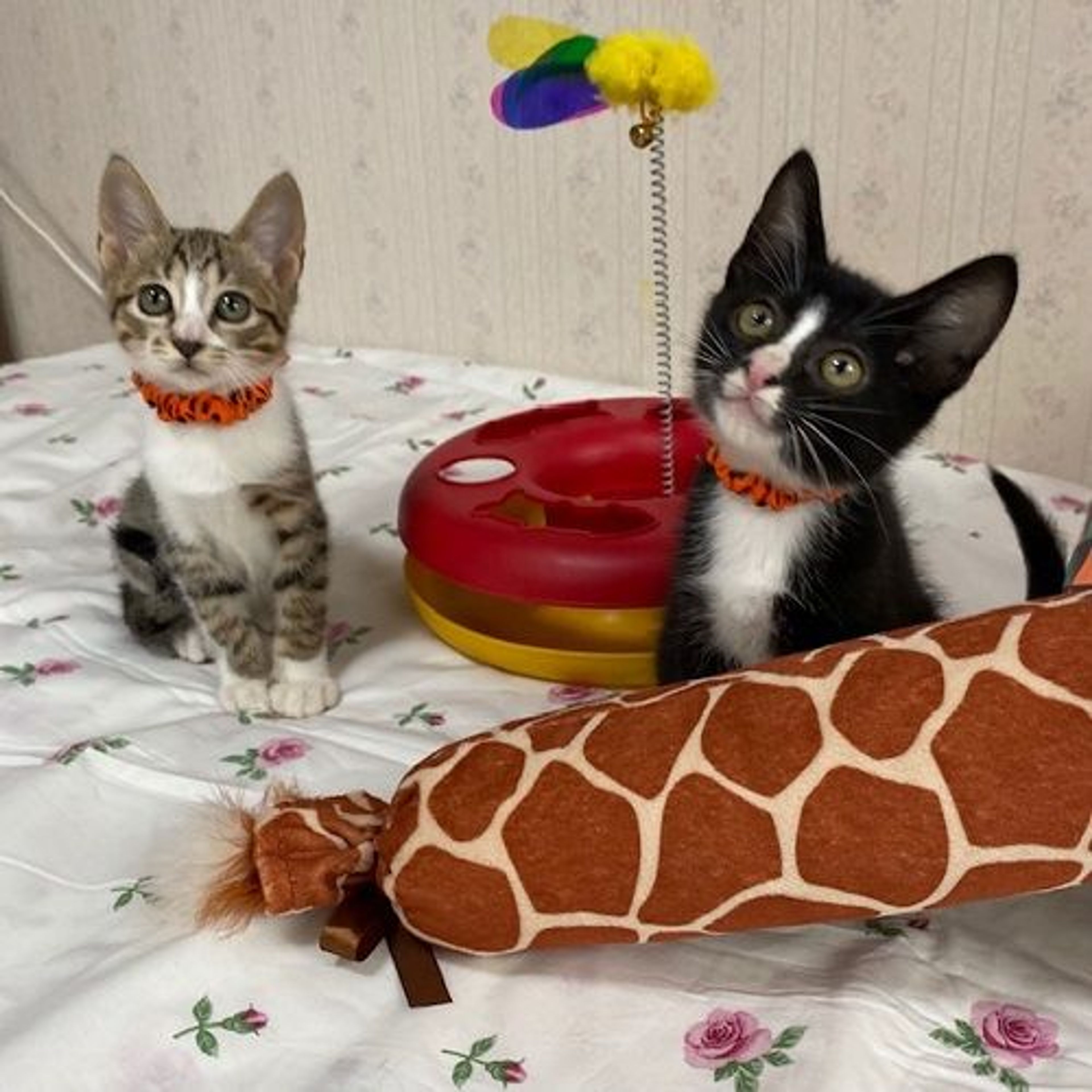 pet-image-5