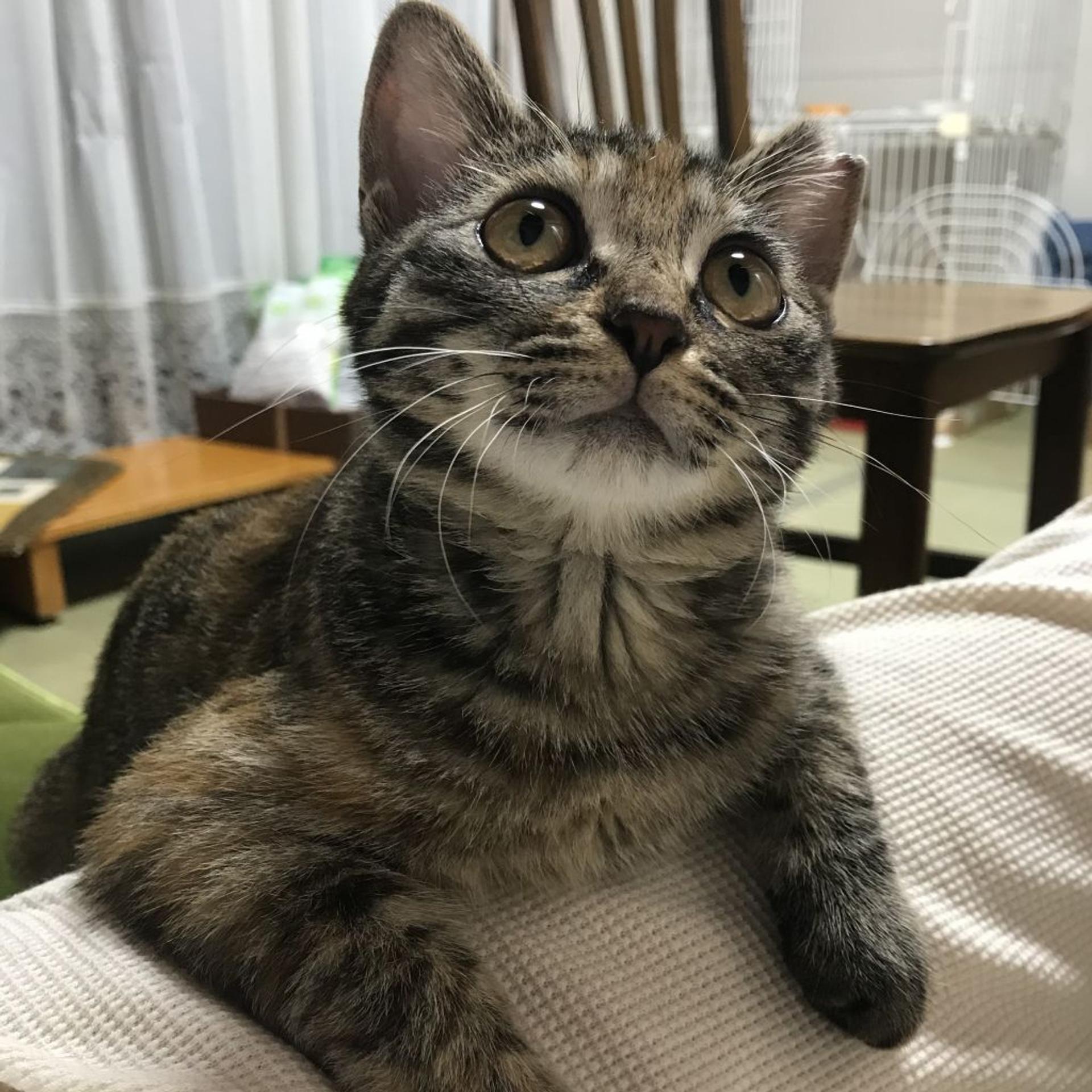 pet-image-3