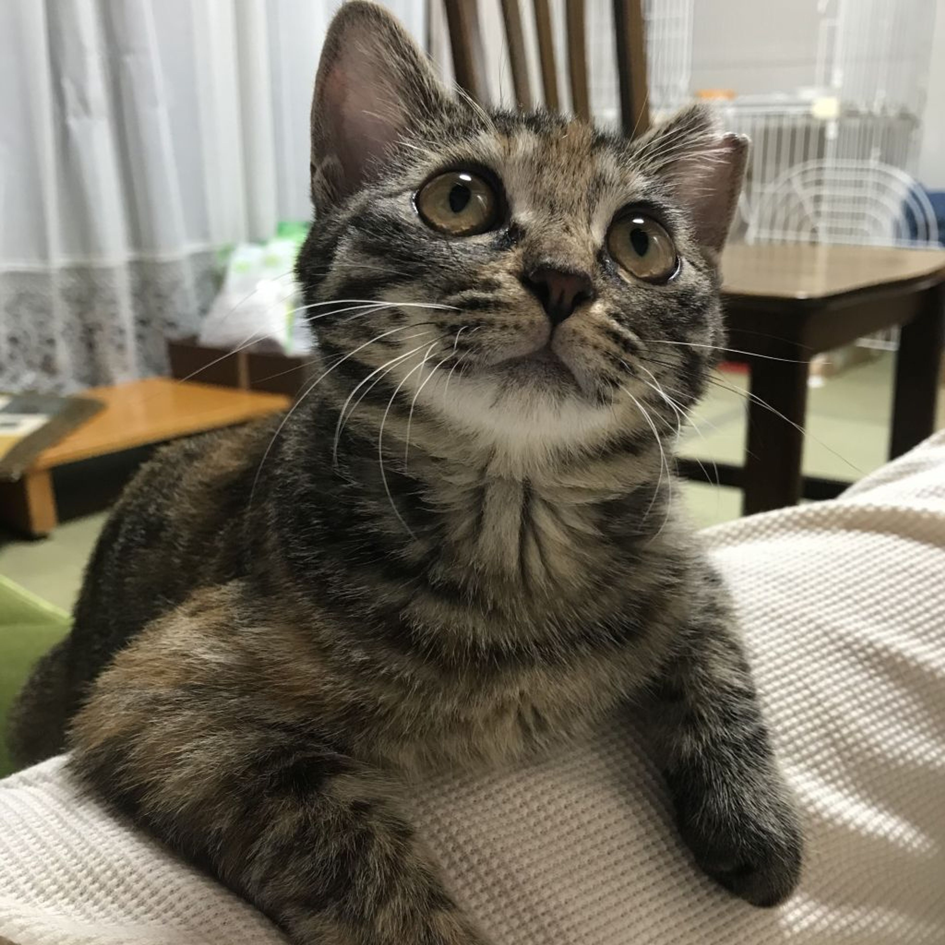 pet-image-3