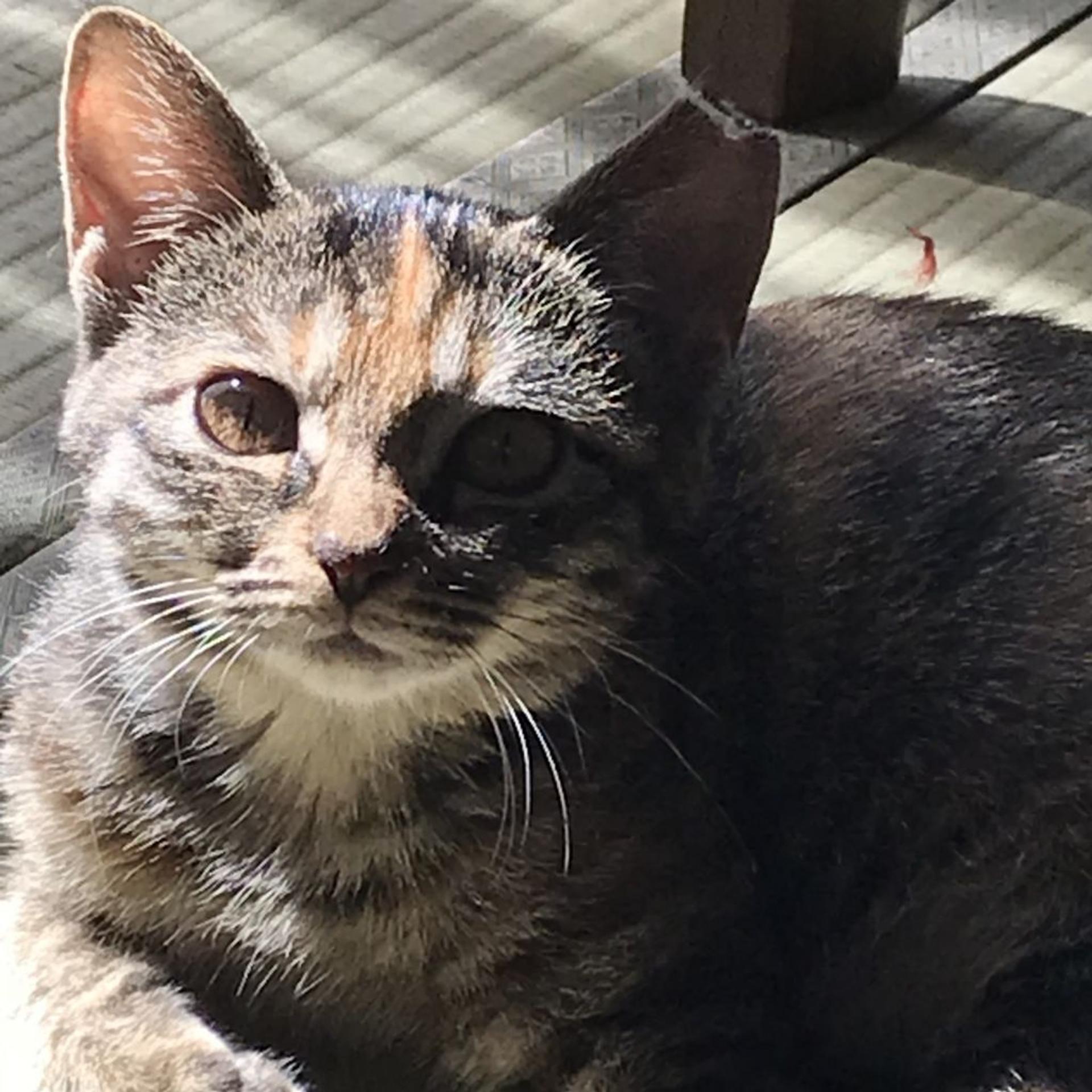 pet-image-5