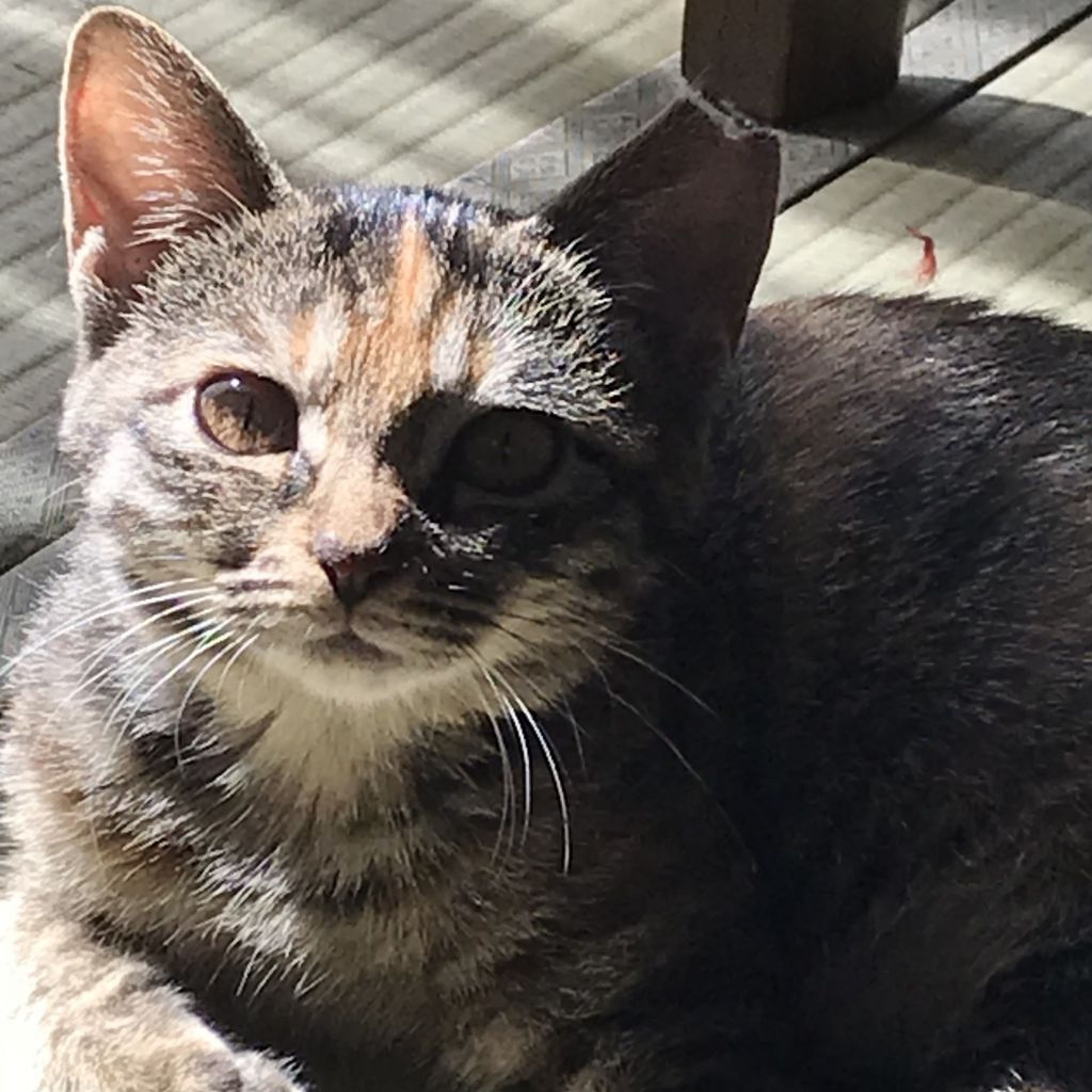 pet-image-5