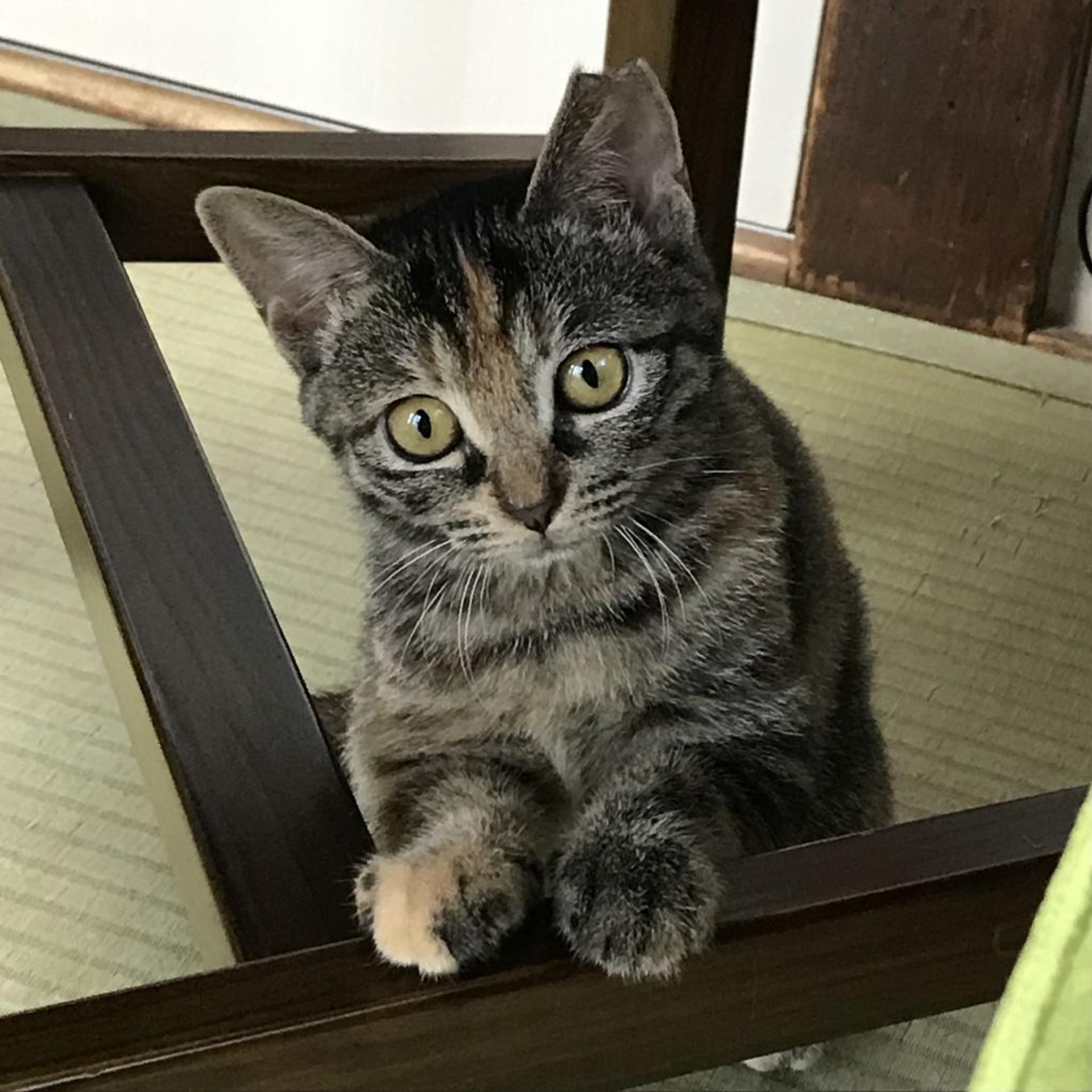 pet-image-2