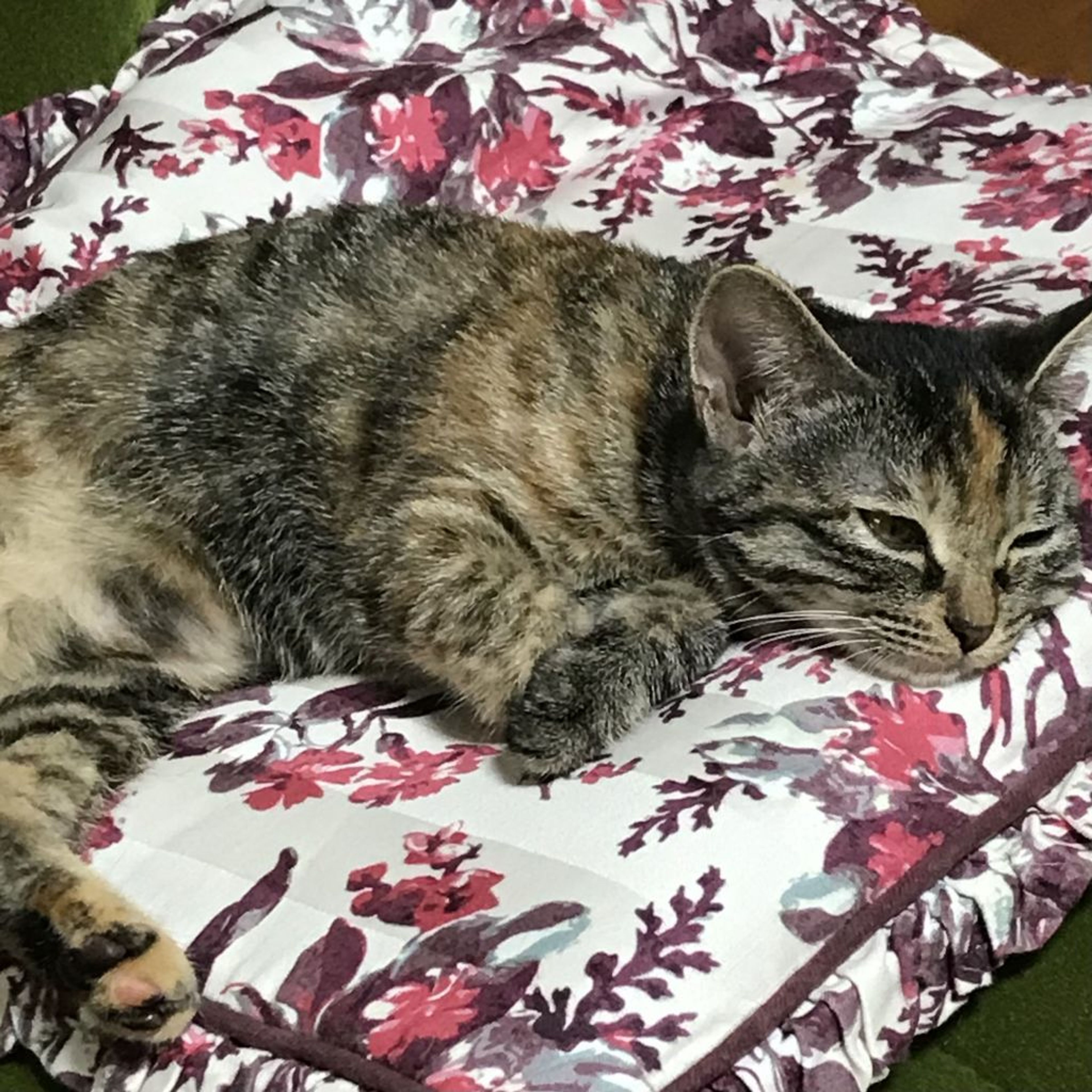 pet-image-4