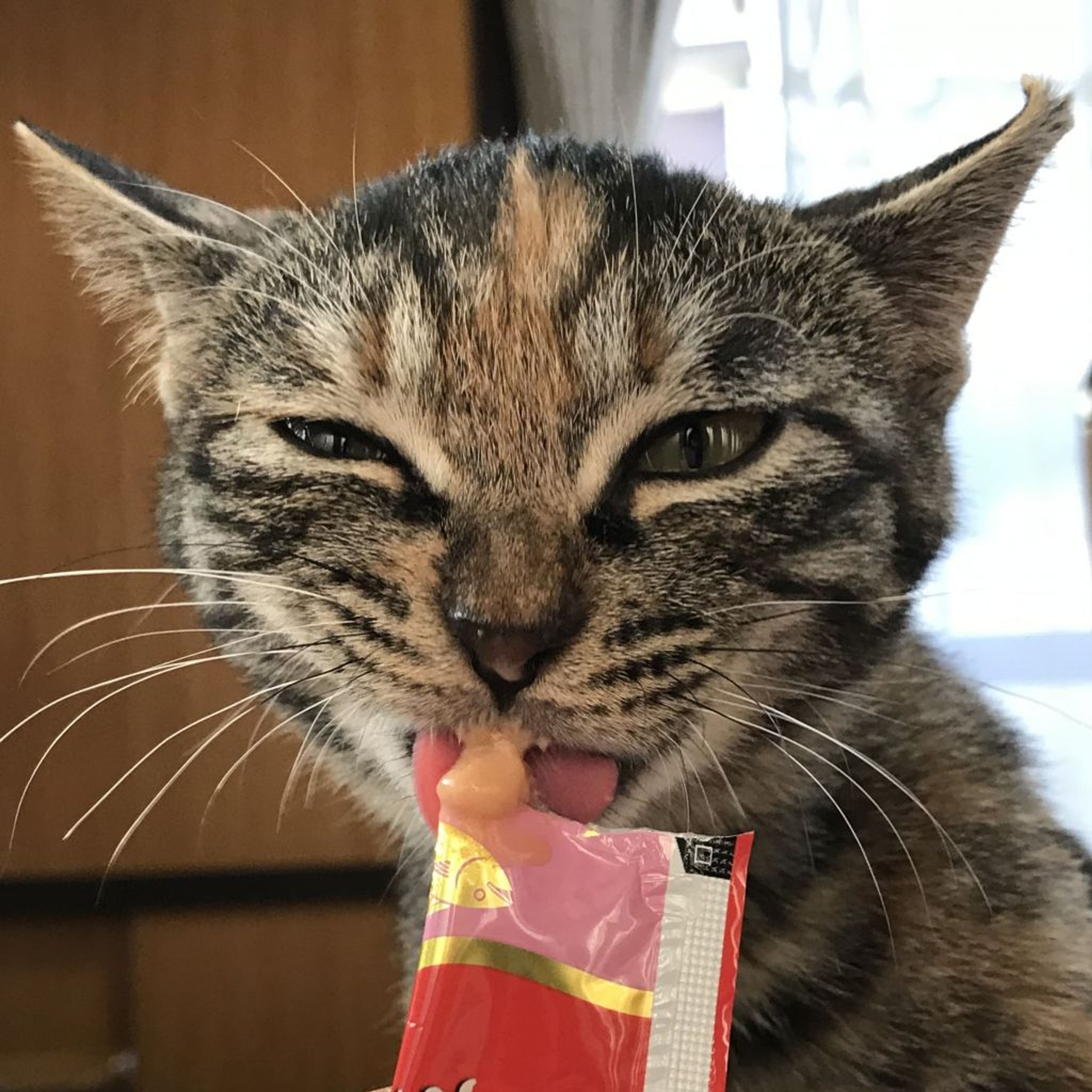 pet-image-6