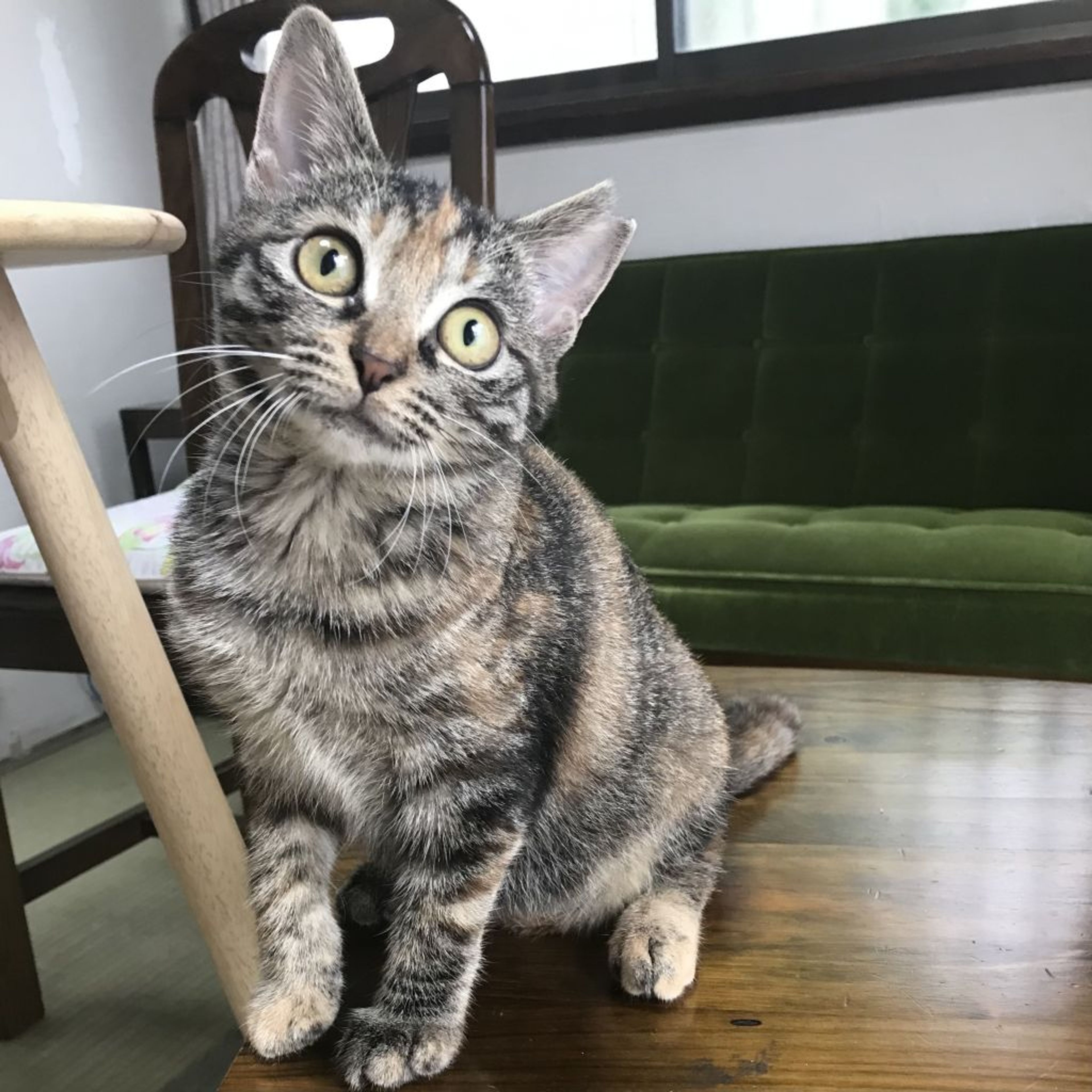 pet-image-7