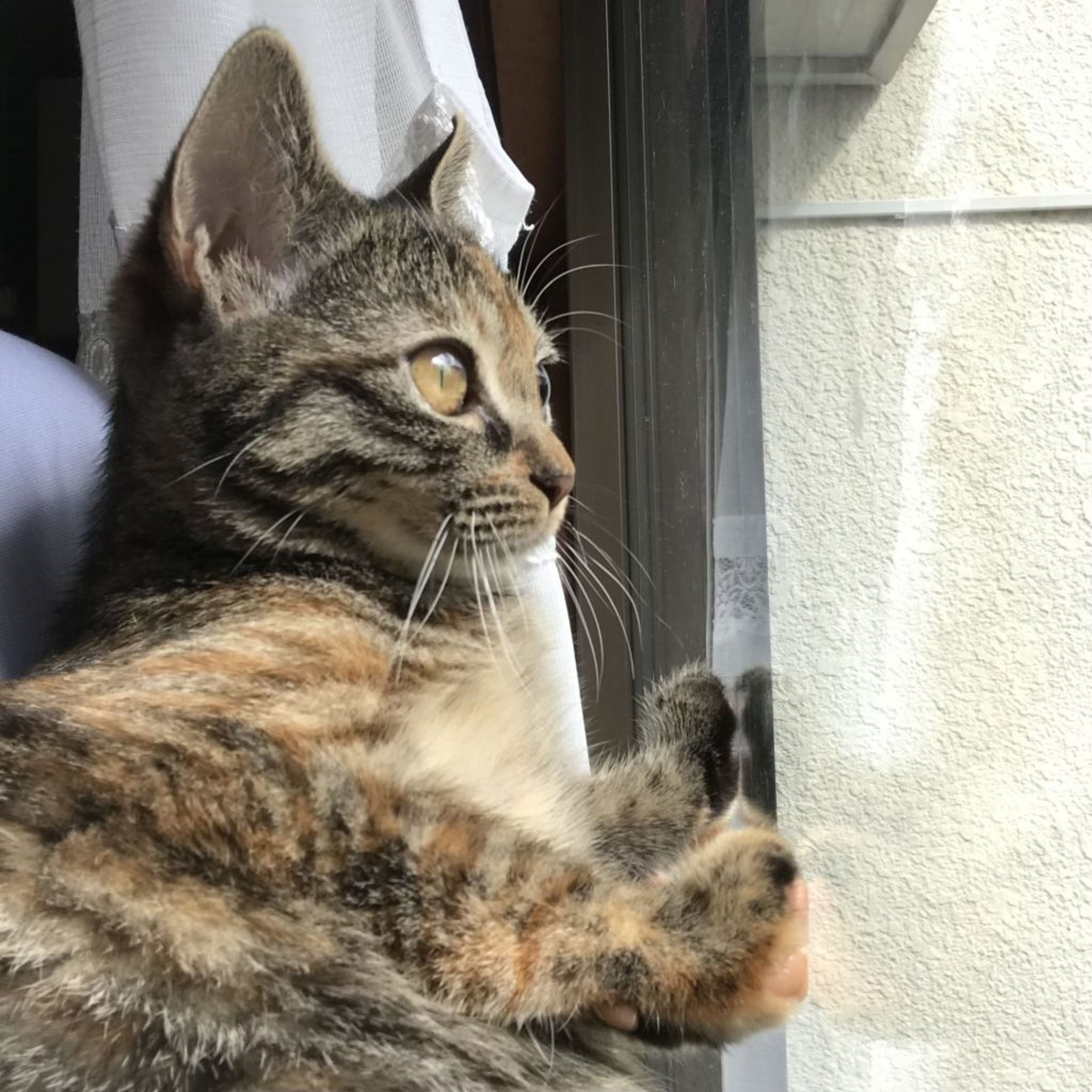 pet-image-8