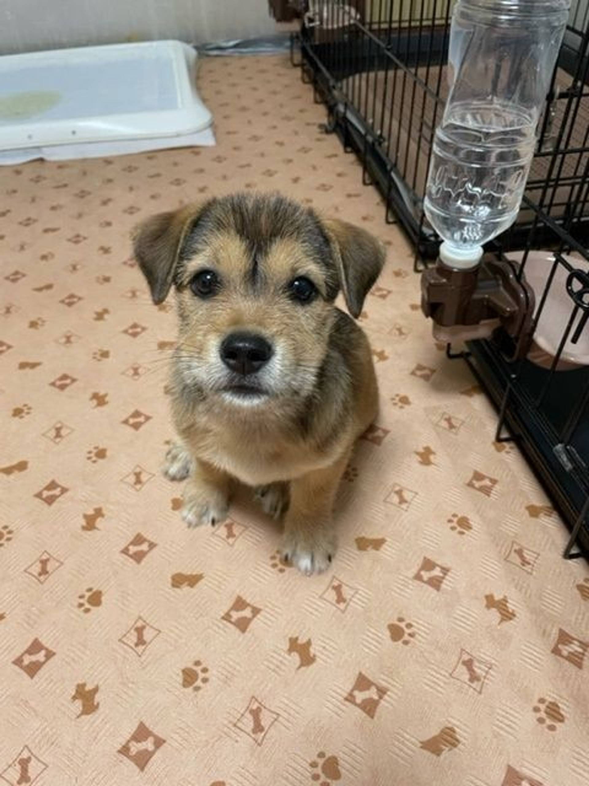 雑種（ミックス犬）・オスの里親募集の写真