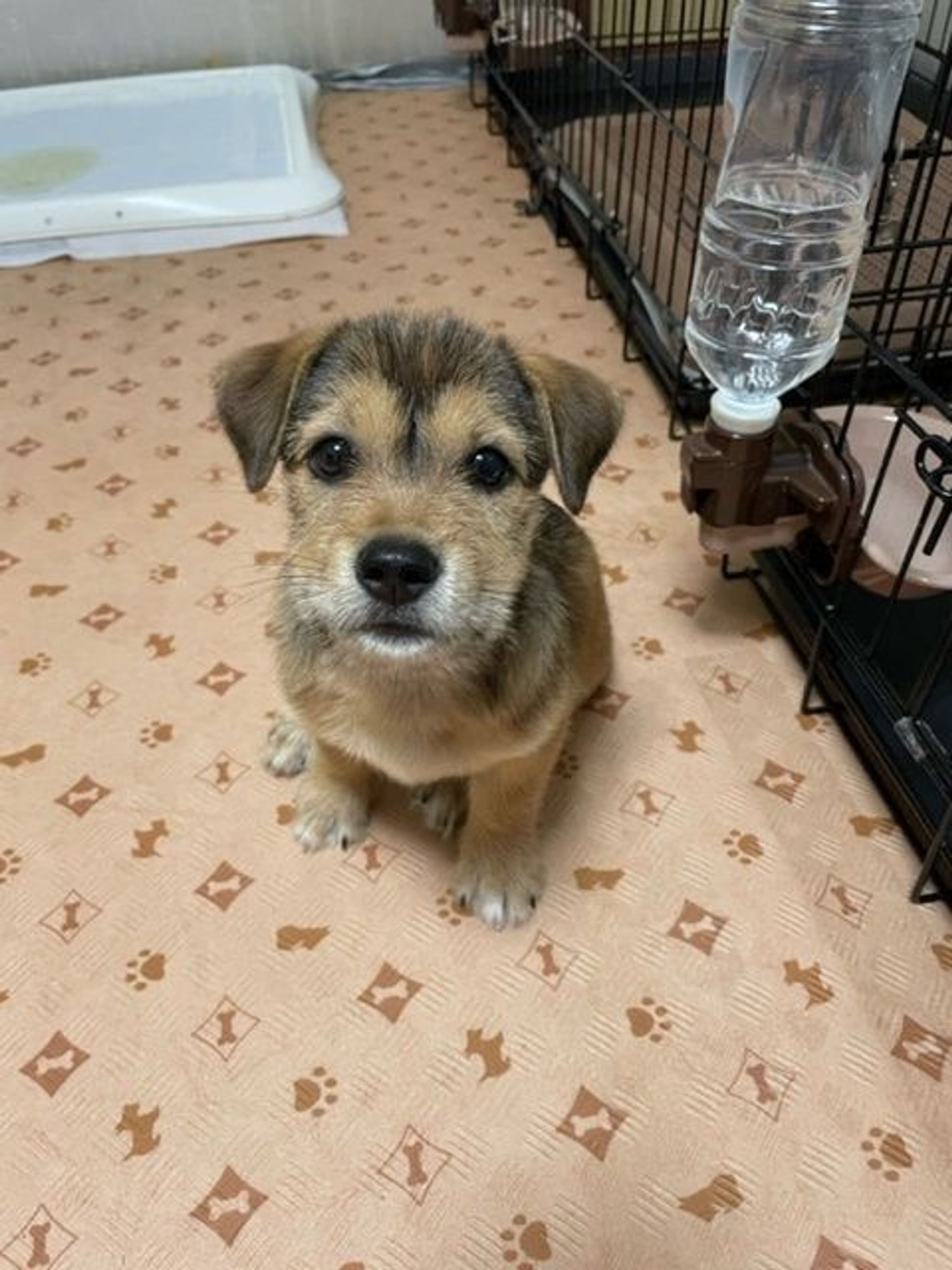 雑種（ミックス犬）・オスの里親募集の写真