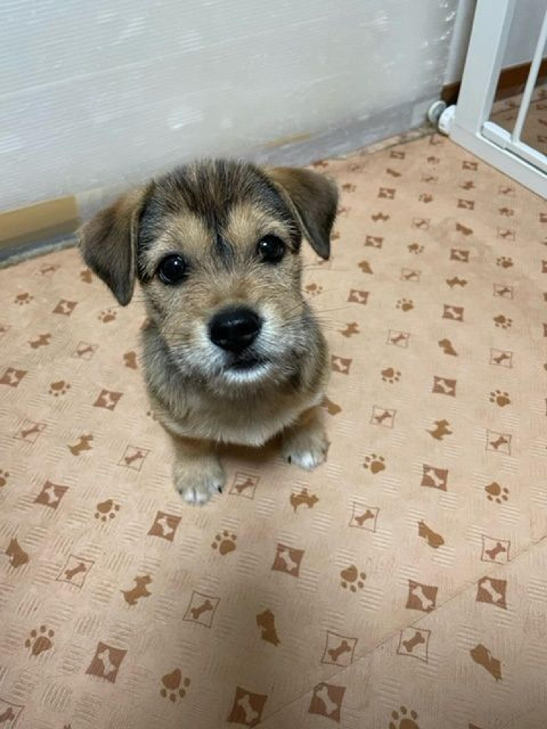 pet-image-4
