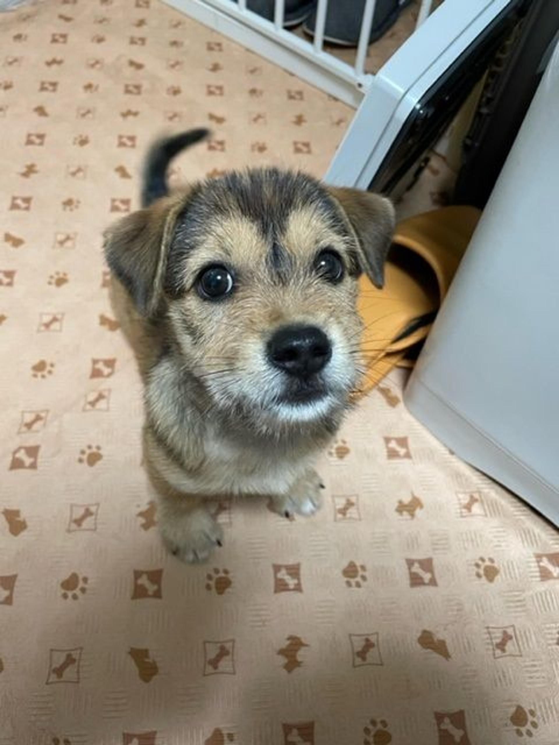 pet-image-5