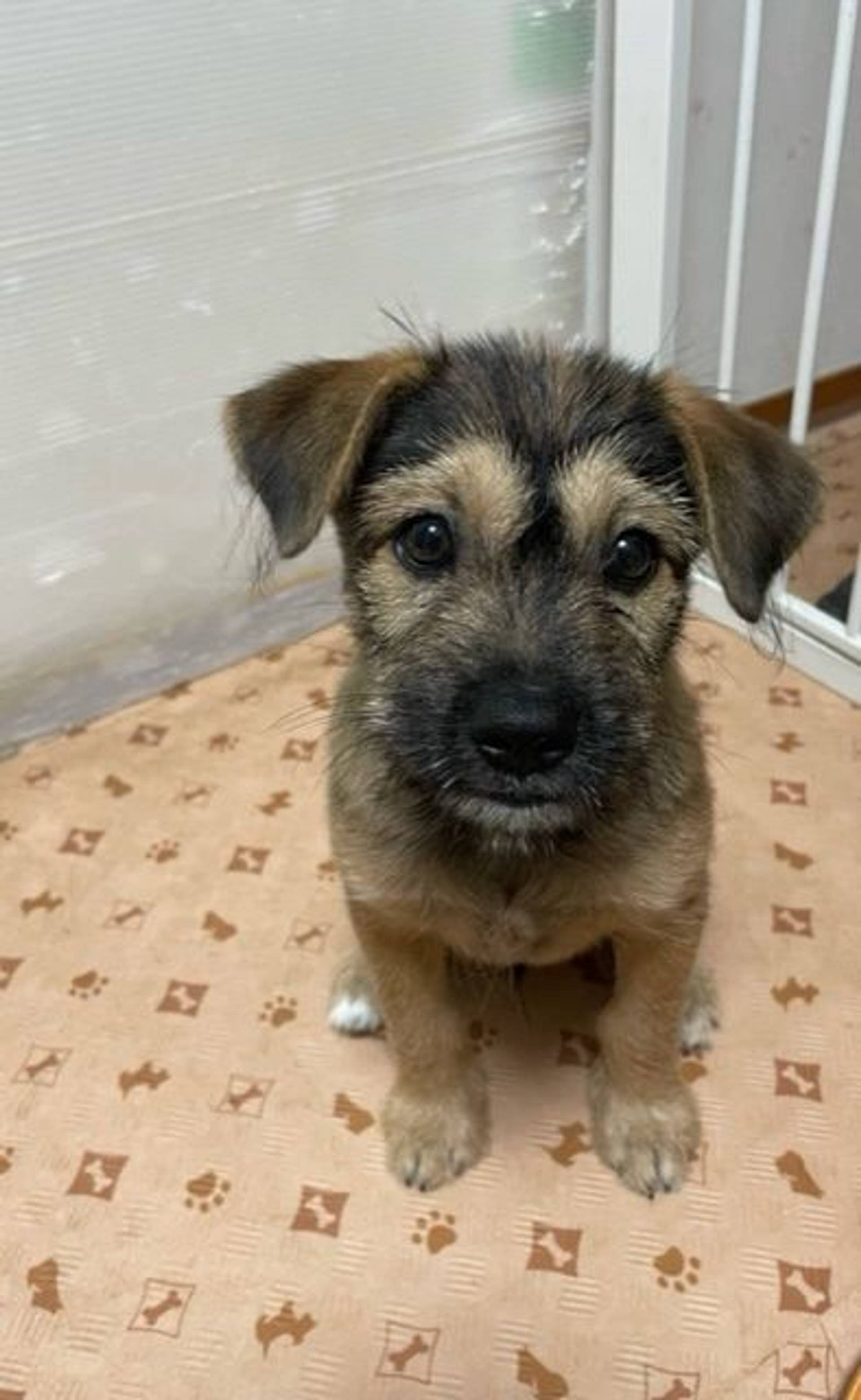 雑種（ミックス犬）・オスの里親募集の写真