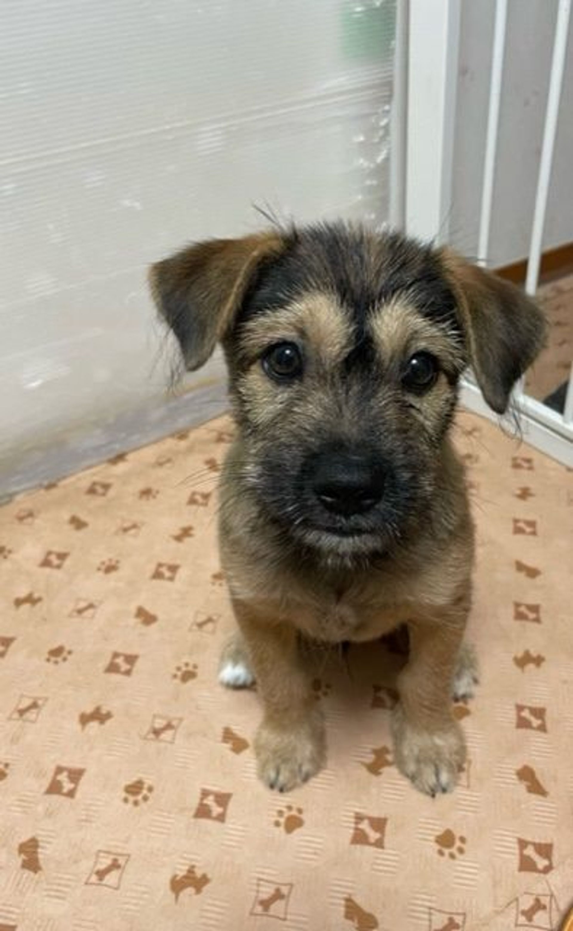 雑種（ミックス犬）・オスの里親募集の写真