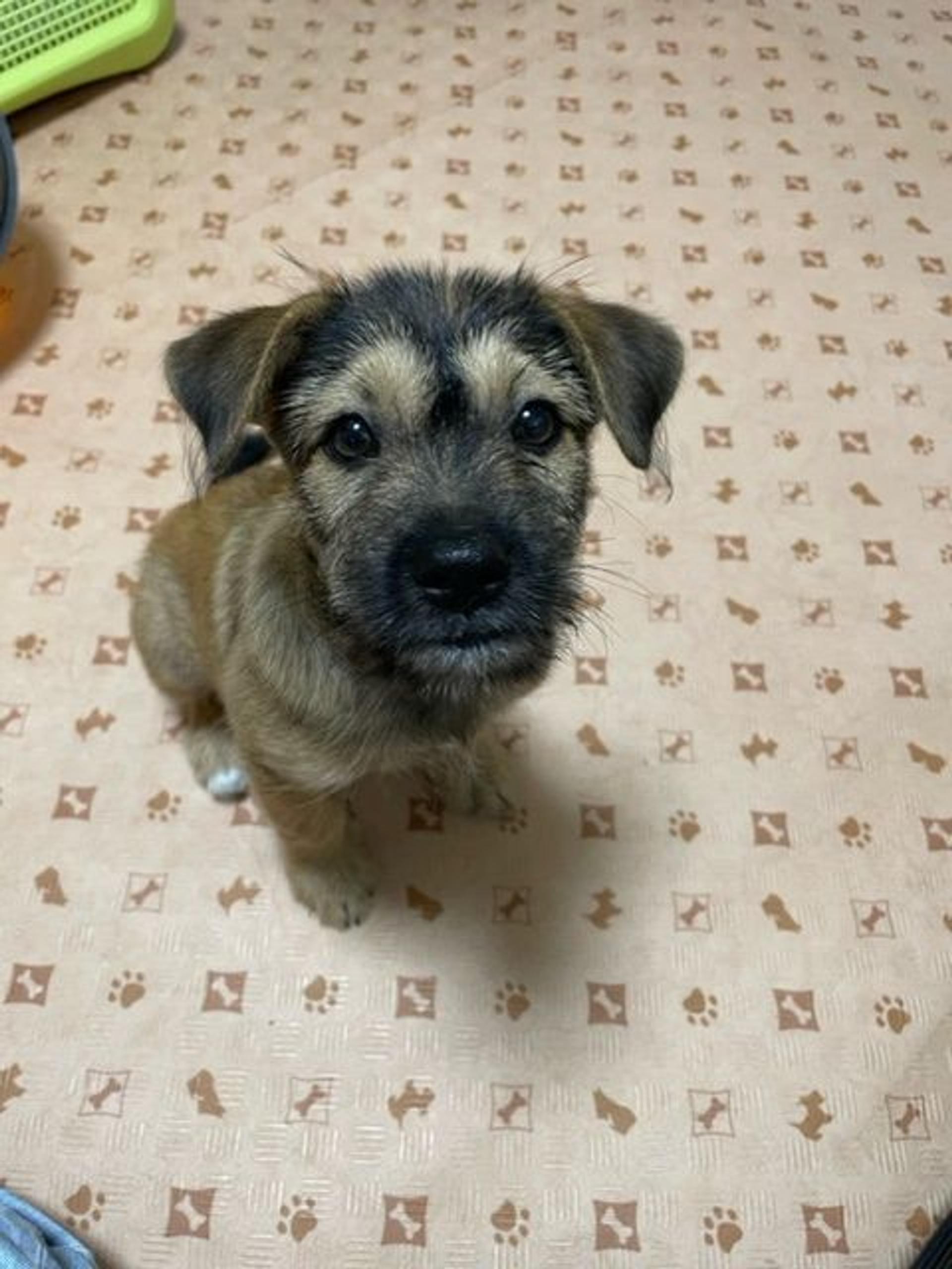 pet-image-4