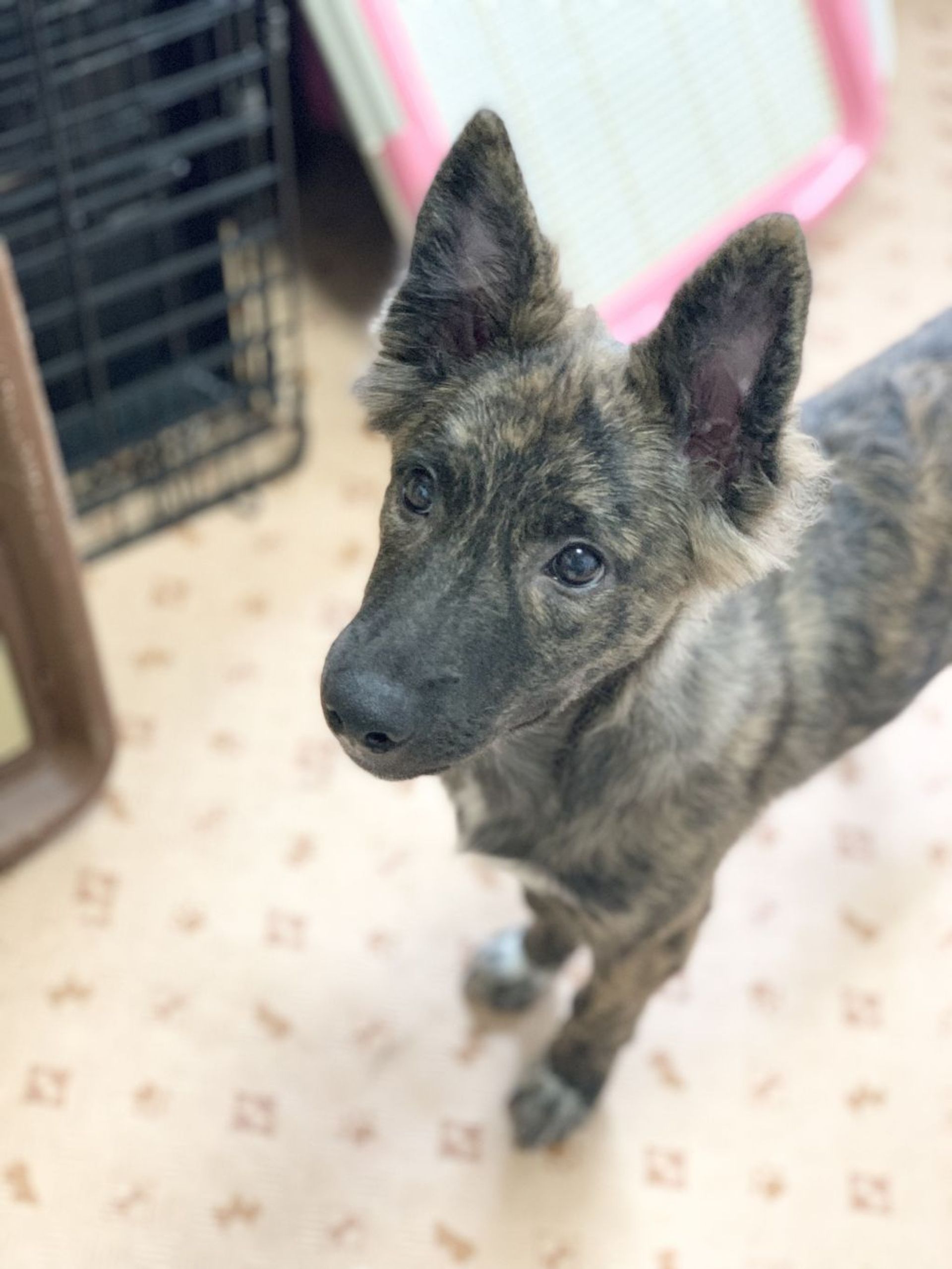 雑種（ミックス犬）・オスの里親募集の写真