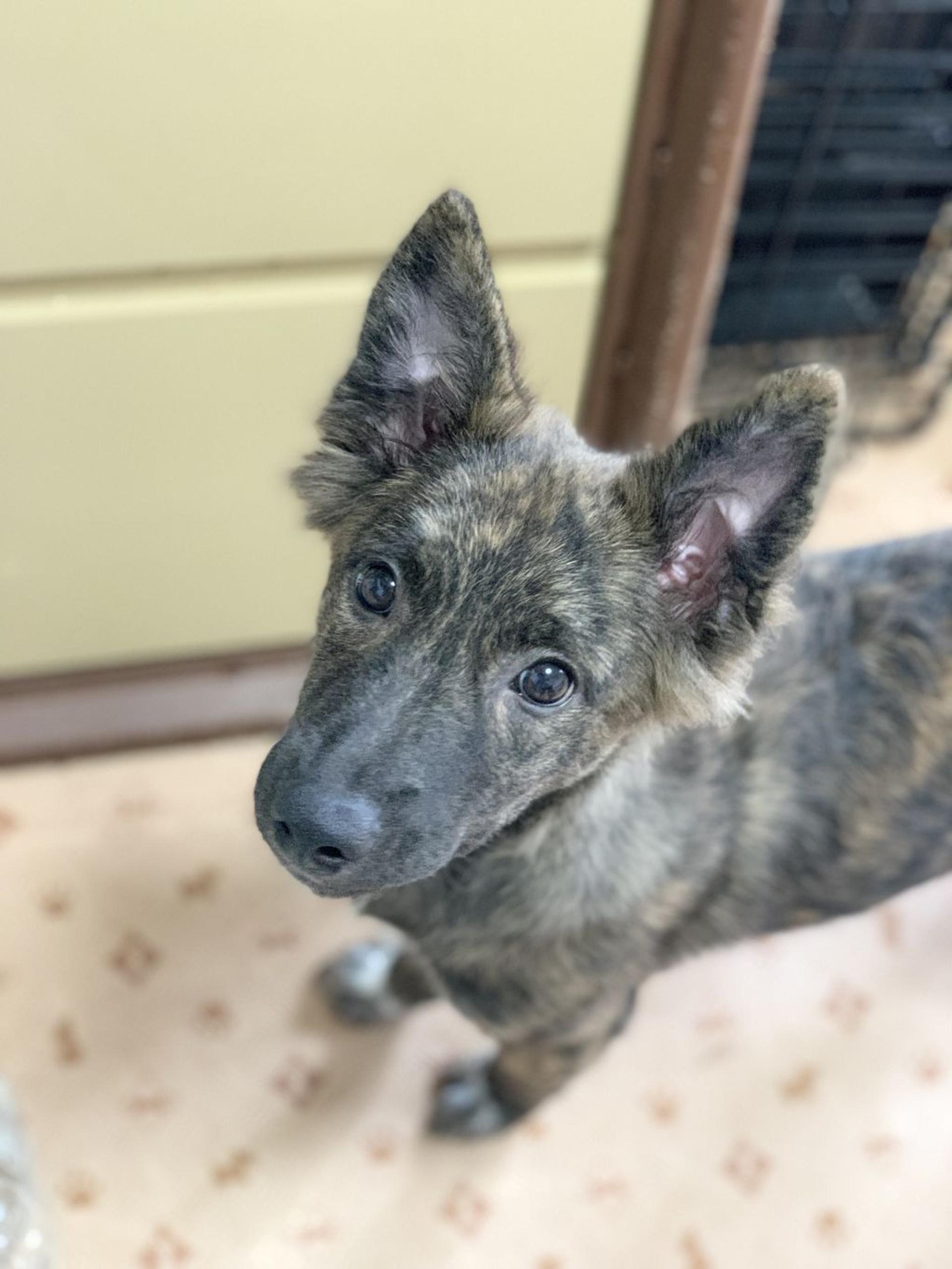 pet-image-2