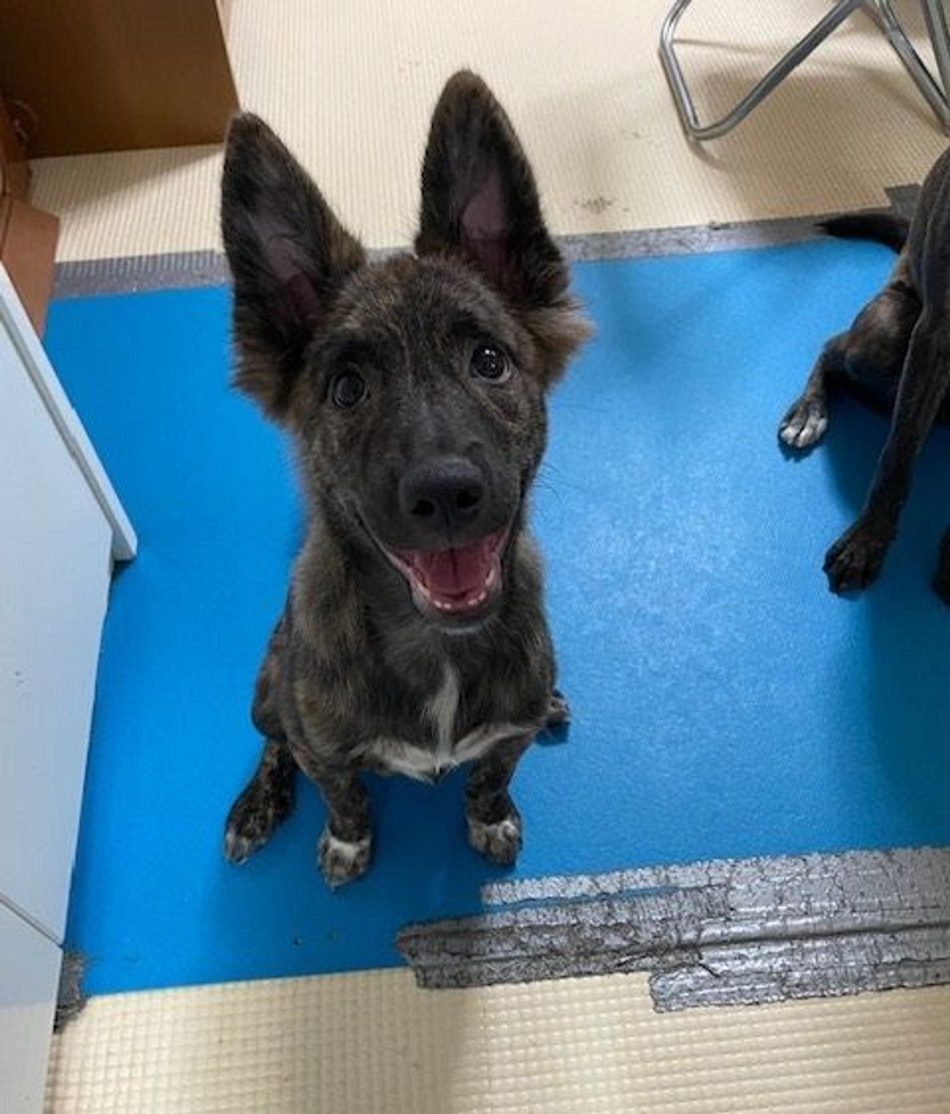 pet-image-5