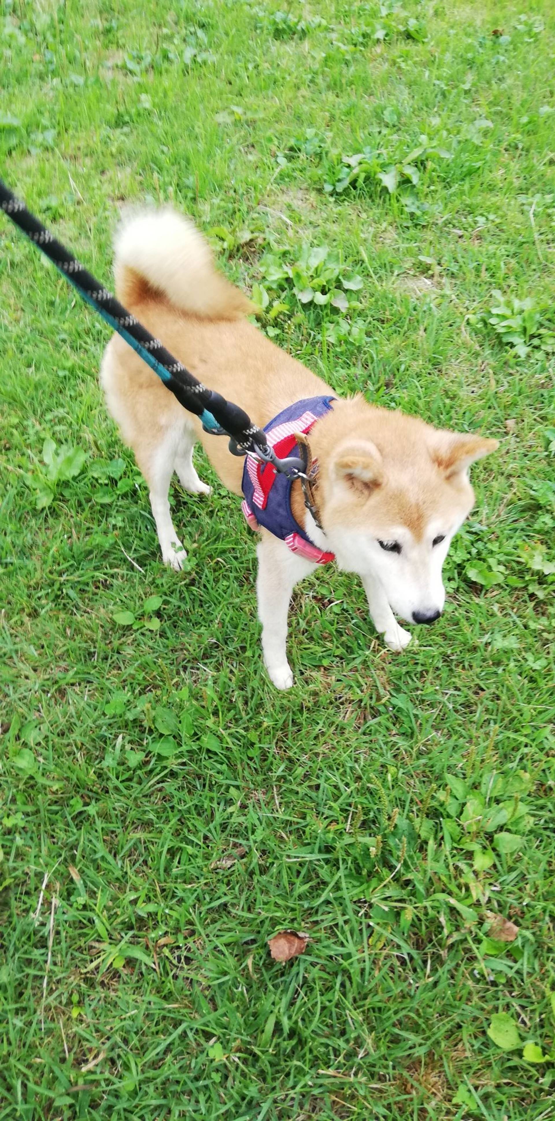 柴犬・メスの里親募集の写真