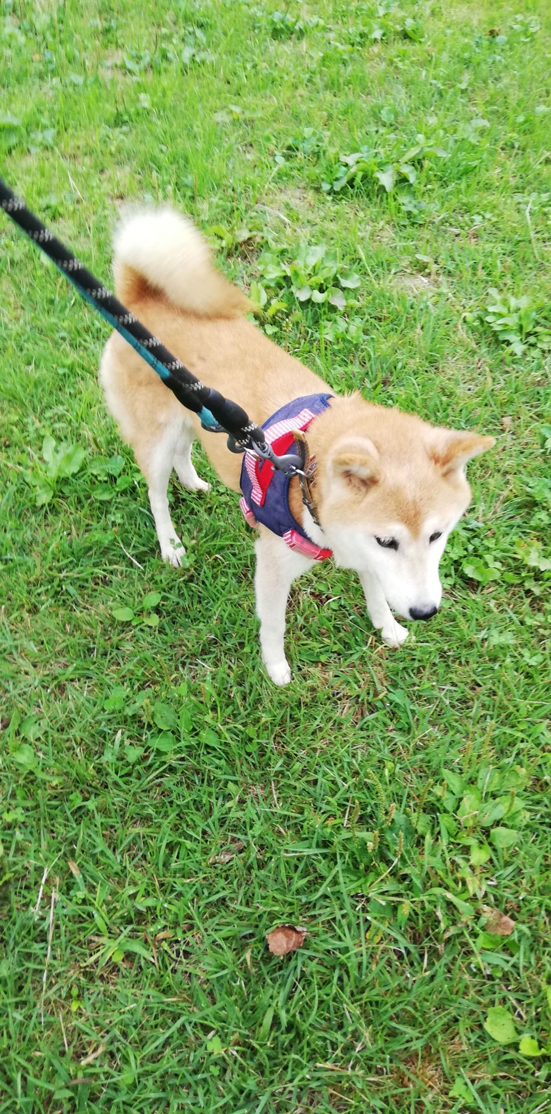 柴犬・メスの里親募集の写真