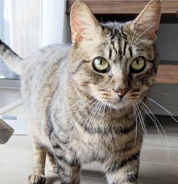 宮城ねこ⭐︎里親募集　譲渡会