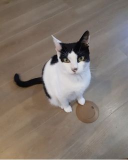 ねこ活【星空ねこお見合い会】