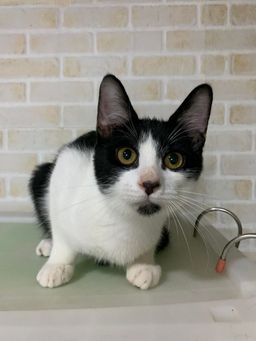 保護猫❤️譲渡会 in カインズ朝霞店