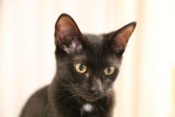 保護猫❤️譲渡会 in カインズ新座店