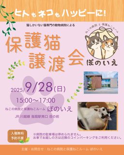 さいたま市西区ぽのいえ保護猫譲渡会