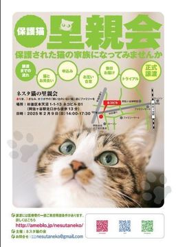 ネスタ猫の里親会@阿佐ヶ谷