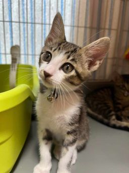 保護猫❤️譲渡会 in 志木駅前会場