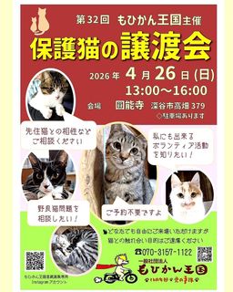 《深谷市》保護猫の譲渡会