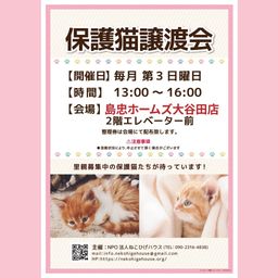 足立区島忠ホームズ大谷田店 子猫～シニア猫