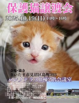 【さいたま市見沼区】10/19（日)ハレノテラス保護猫譲渡会