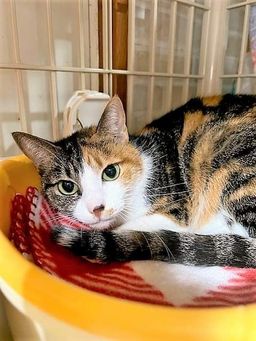 保護猫＆保護犬❤️登録団体譲渡会 in 埼玉県動物指導センター本所