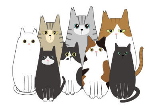 えどねこ