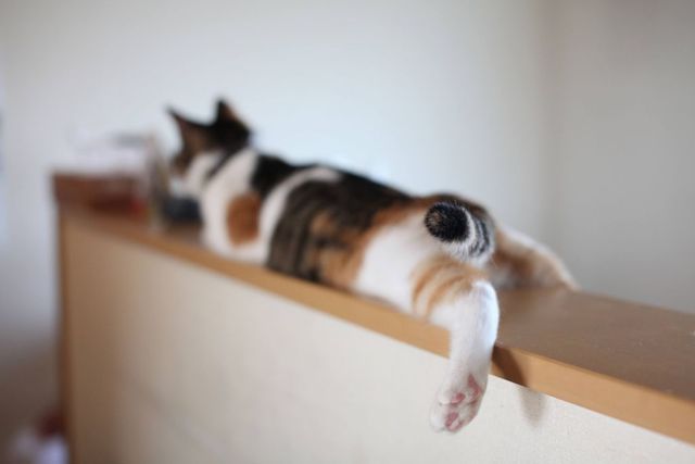保護猫ルームえびす