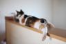 保護猫ルームえびす