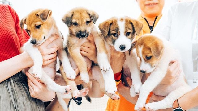 特定非営利活動法人　家庭犬しつけ協会