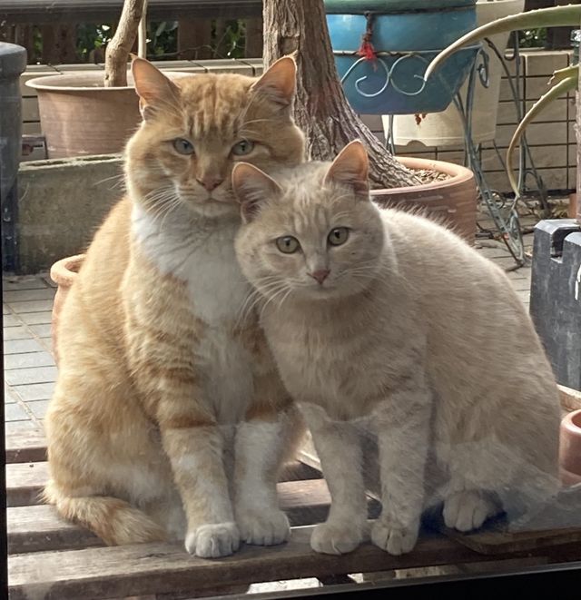 わせだつるまき猫の家