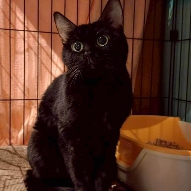 雑種（ミックス猫）・メスの里親募集の写真