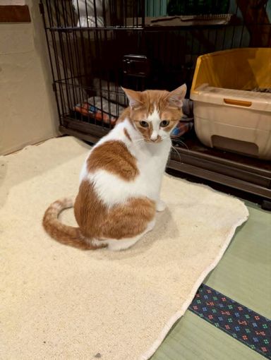 雑種（ミックス猫）・オスの里親募集の写真