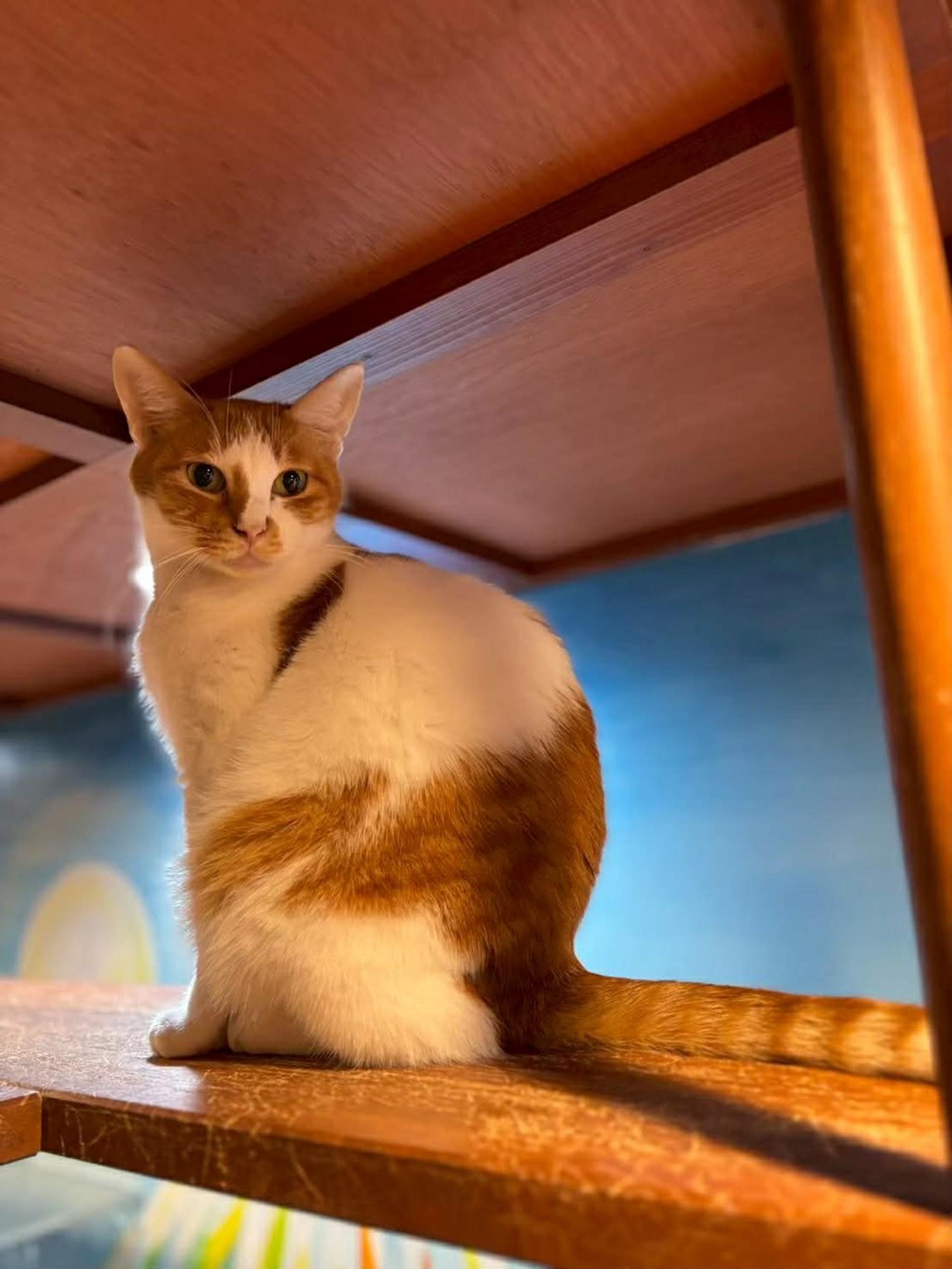 pet-image-3