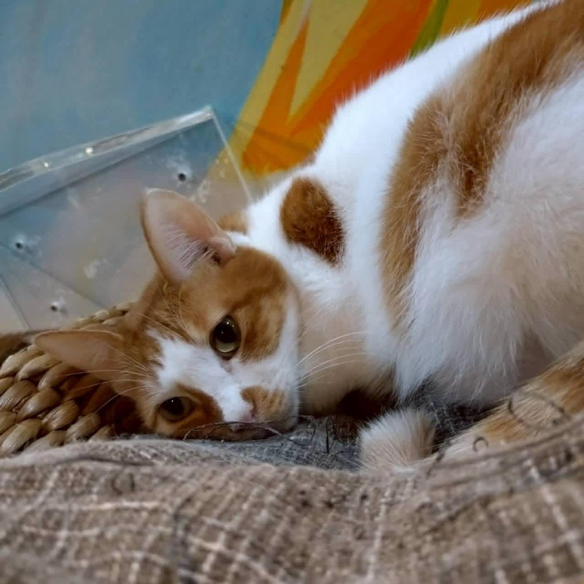 pet-image-5