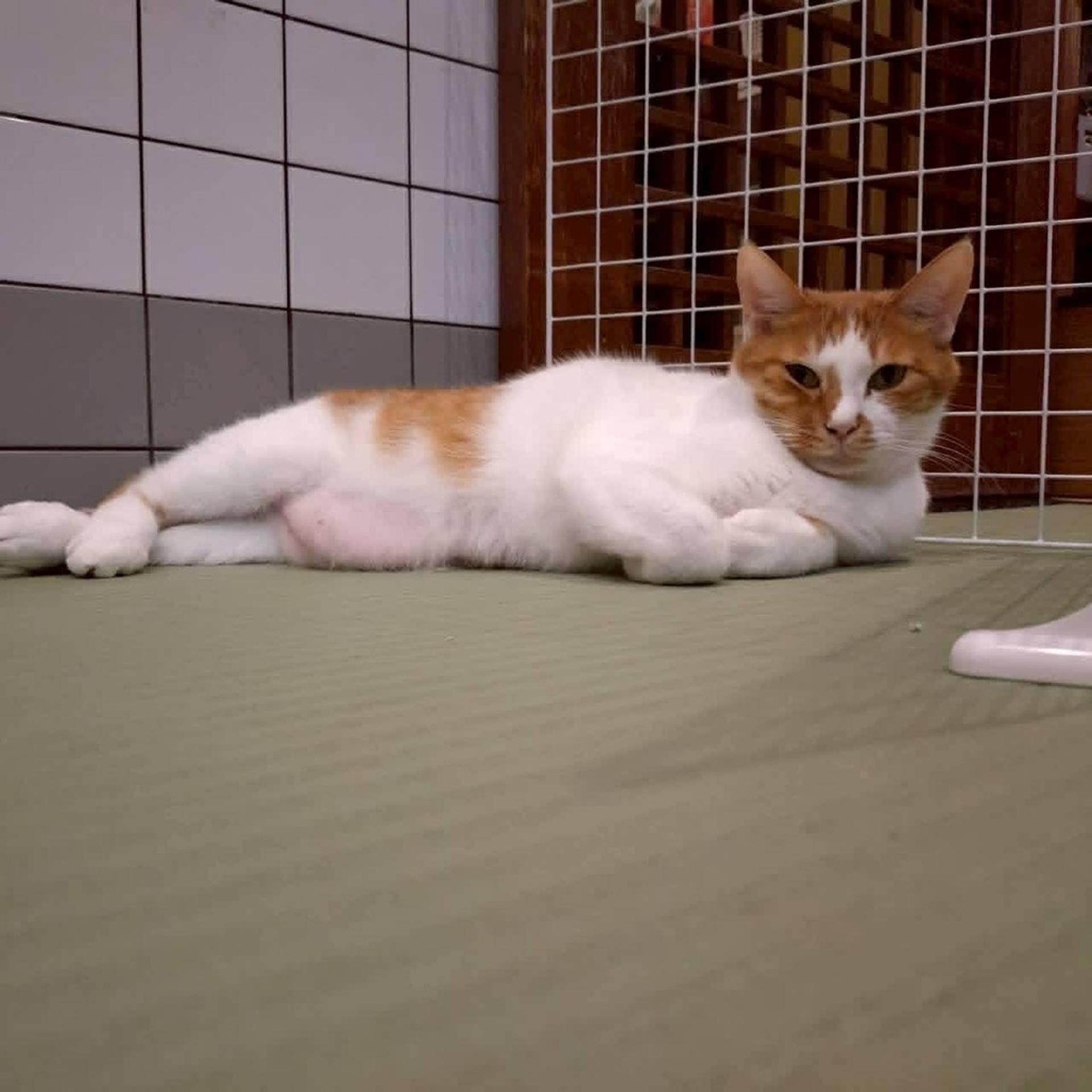 pet-image-6