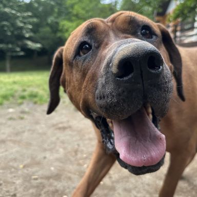 土佐犬・メスの里親募集の写真