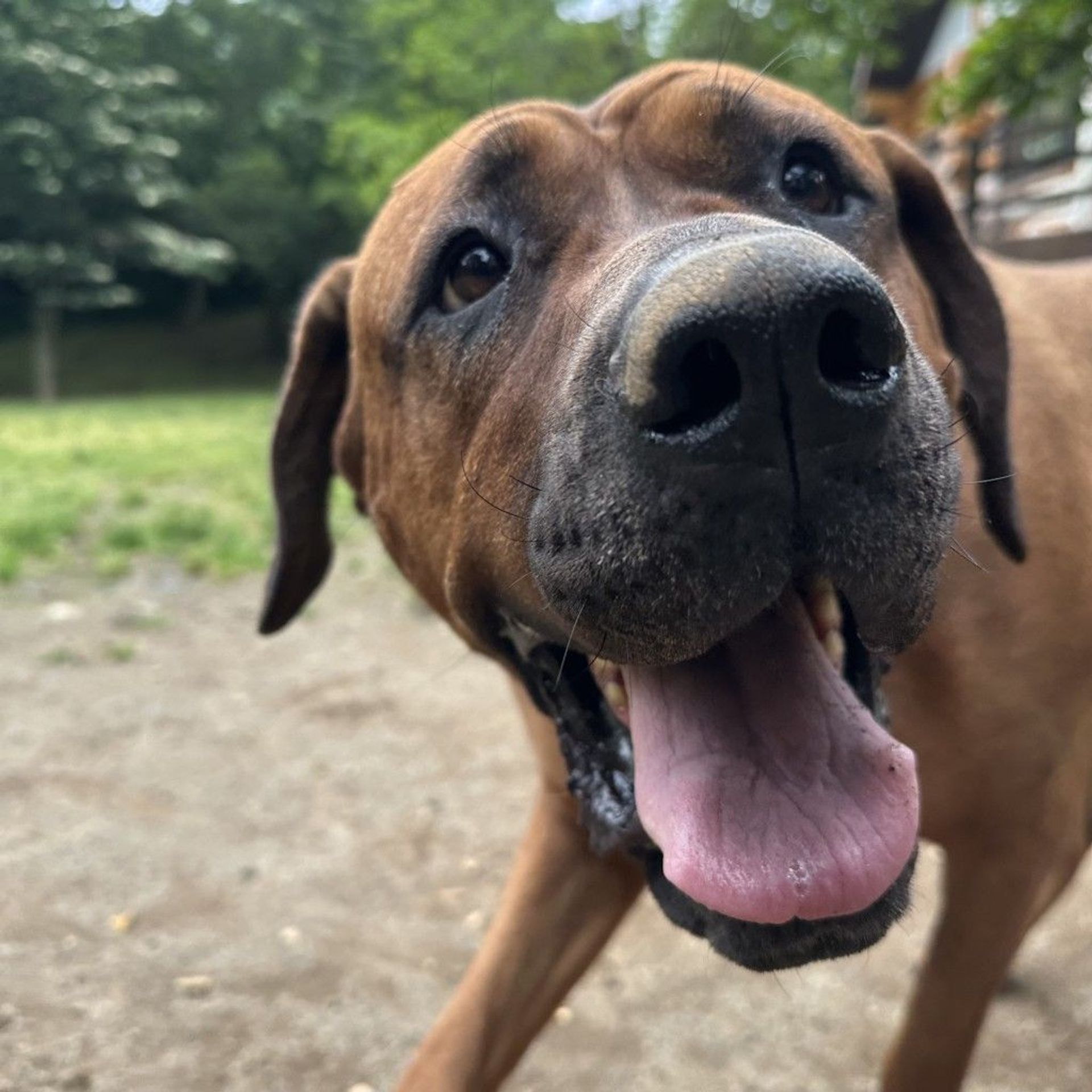 土佐犬・メスの里親募集の写真