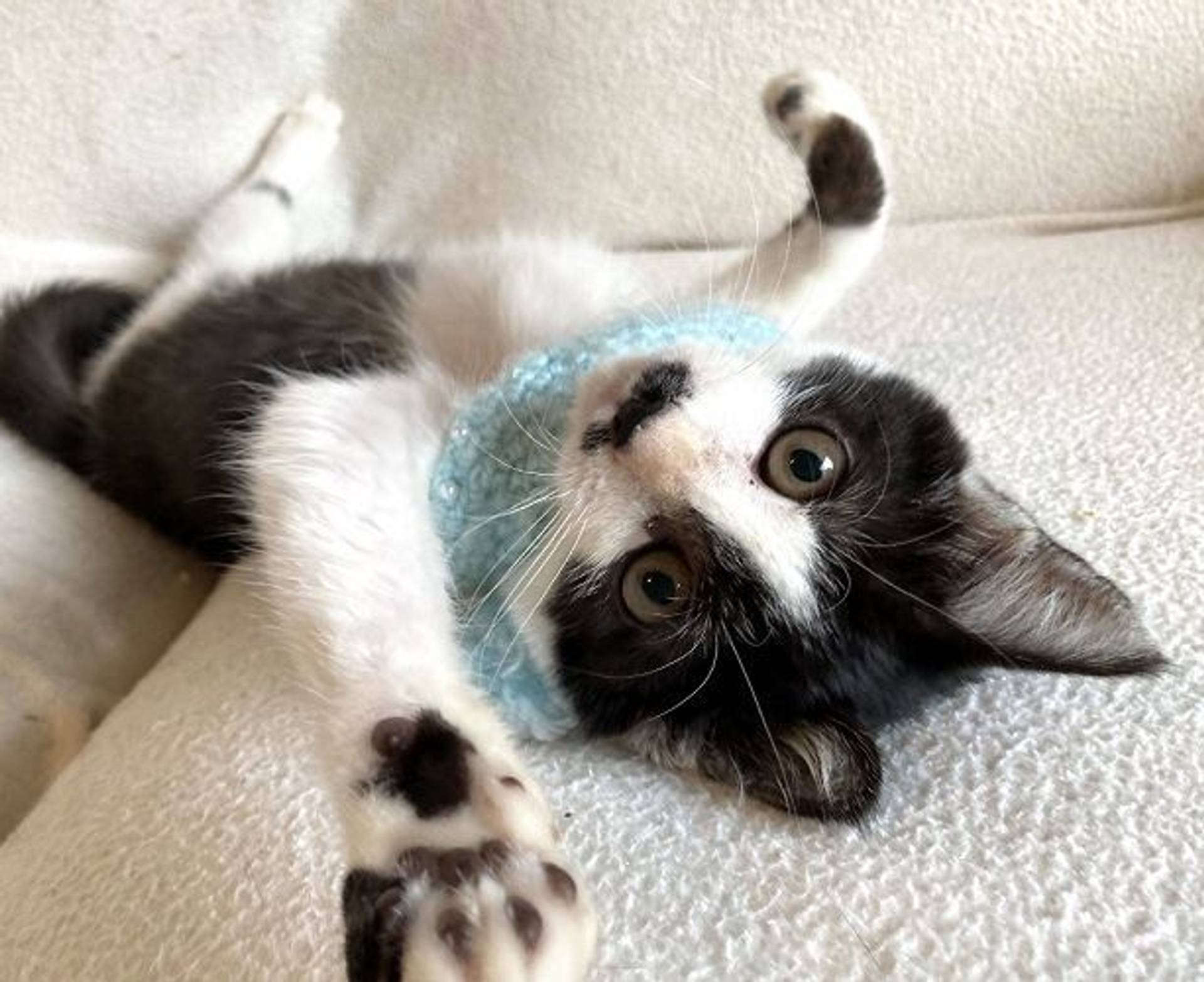 雑種（ミックス猫）・オスの里親募集の写真