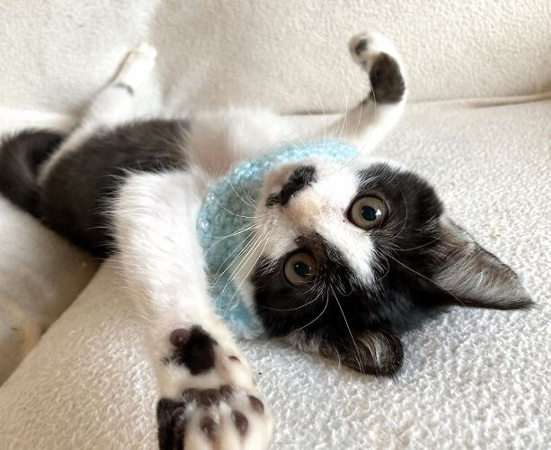 雑種（ミックス猫）・オスの里親募集の写真